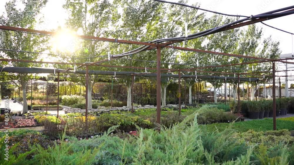 Aufkleber trees sway in the wind in the garden center nursery. slow motion
