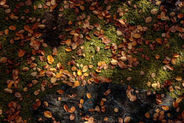 Beautiful Autumn Leaves in Kyoto Japan