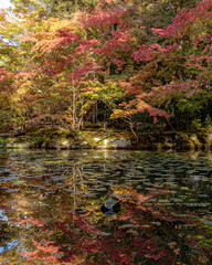 Beautiful Autumn Leaves in Kyoto Japan