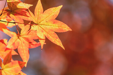 Beautiful Autumn Leaves in Kyoto Japan