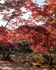 Beautiful Autumn Leaves in Kyoto Japan