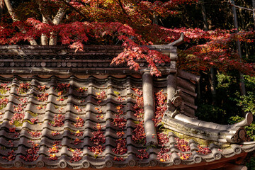 Fototapeta premium Beautiful Autumn Leaves in Kyoto Japan