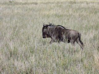 Wildebeest In The Tall Grass Of The Serengeti National Park