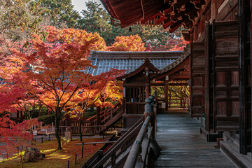 Fototapeta premium Beautiful Autumn Leaves in Kyoto Japan