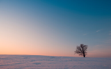 Fototapeta na wymiar Lonely tree in winter sunset