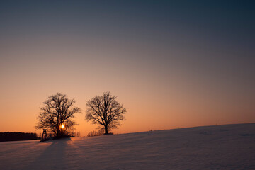 Fototapeta na wymiar Lonely trees in winter sunset