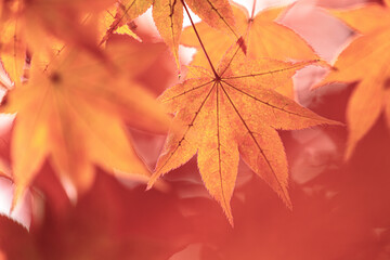 Beautiful Autumn Leaves in Kyoto Japan