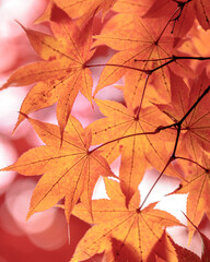 Beautiful Autumn Leaves in Kyoto Japan