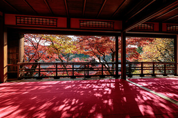 Beautiful Autumn Leaves in Kyoto Japan