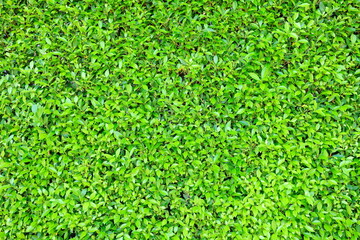 Fototapeta premium Fresh Green Leaves Fence Background, Suitable for Backdrop, Mockup, and Template.