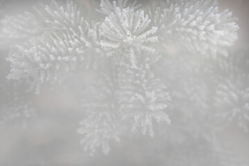 image of fir tree snow