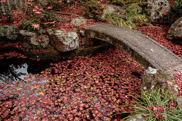 Beautiful Autumn Leaves in Kyoto Japan