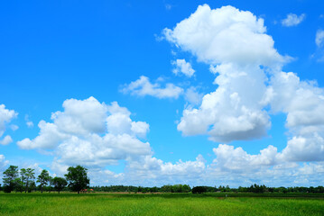 Paddy Field with White Clouds on Blue Sky Background.
