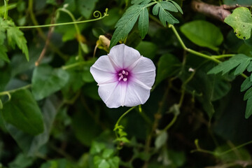 a purple color flower