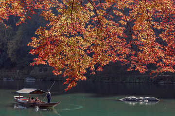 Fototapeta premium Beautiful Autumn Leaves in Kyoto Japan