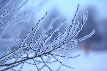 branches covered with hoarfrost background, abstract landscape snow winter nature frost