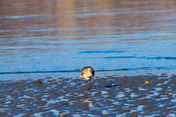 a shorebird on the water during low tide, Dili Timor Leste
