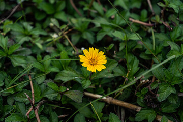 a yellow flower