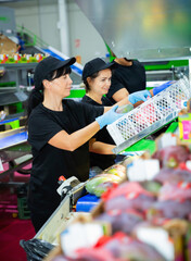 Team of diligent positive workers sorting mangoes on conveyor belt in a factory