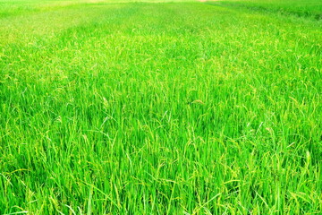 Green Fresh Paddy Field Background, Suitable for Agricultural Concept.
