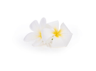 frangipani flower isolated white background