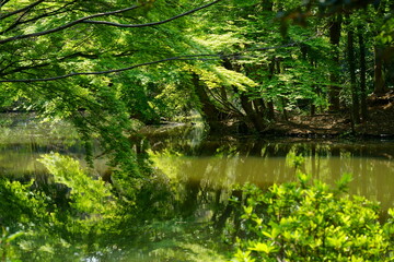 春の新緑に囲まれた池の風景　-カエデの葉の緑が美しい