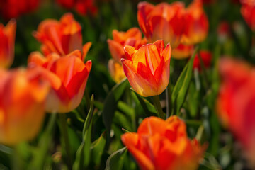 Orange tulips close-up in the garden. Beautiful spring flower background. Soft focus and bright lighting. Blurred background with space for text.Flowerbed in the bright sunlight.Macro, Selective focus