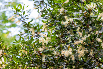 Fototapeta na wymiar Many of macadamia flowers blossom at plantation
