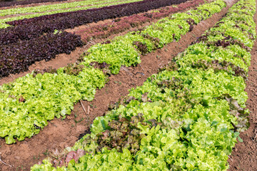 Fototapeta na wymiar Field of fresh salad lettuce growing at vegetable plantation