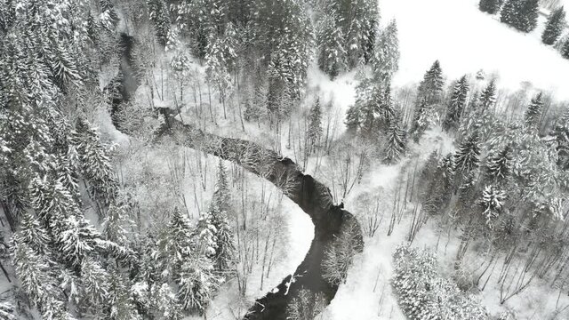 Drone shot flying on forest and river in winter. Frozen trees and river at cloudly winter day.