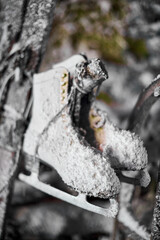 A close up of a tree covered in snow