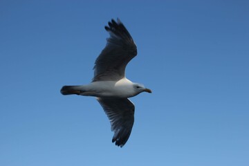 Flying seagull