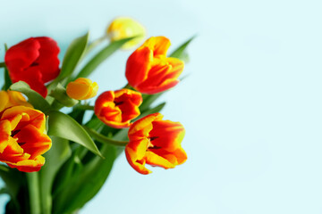 Blue colorful Holiday banner. Bouquet of red yellow tulips on pastel blue background. Mother's day, Valentines Day, Birthday celebration concept. Copy space for text, top view, greeting card