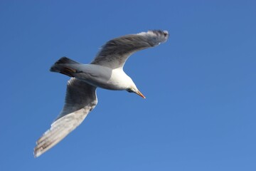Flying seagull