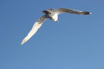 Flying Seagull