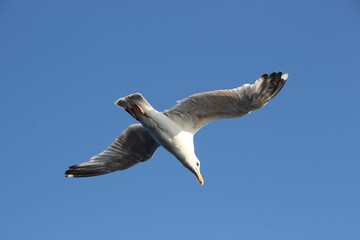 Flying Seagull
