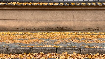 Beautiful Autumn Leaves in Kyoto Japan