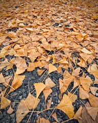 Beautiful Autumn Leaves in Kyoto Japan