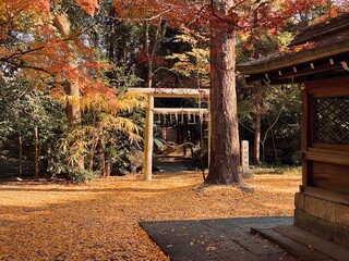 Beautiful Autumn Leaves in Kyoto Japan