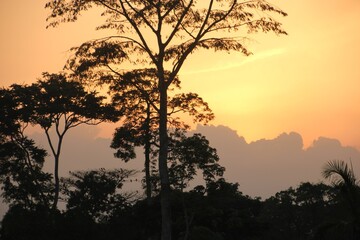 Sunset with Tree Silhouette 