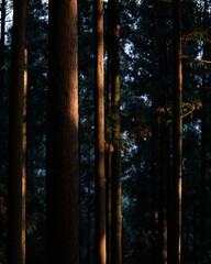 cedar wood in a mountain