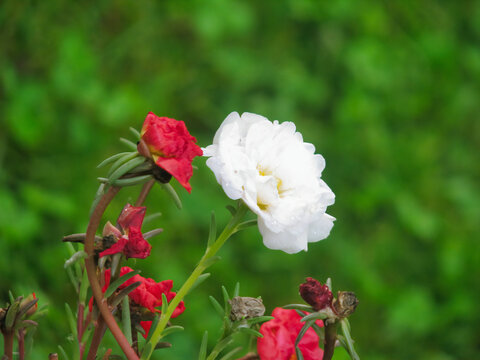 Selective focus shot of red and white moss-rose on a blurred background