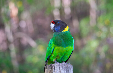 Australian Ringneck Parrot standing on post