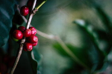 Farmers pick fresh red coffee berries from the plant Agricultural concept Fertilizer and agricultural products.