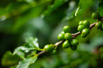 Farmers pick fresh red coffee berries from the plant Agricultural concept Fertilizer and agricultural products.
