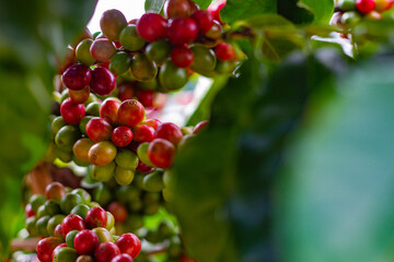 Farmers pick fresh red coffee berries from the plant Agricultural concept Fertilizer and agricultural products.