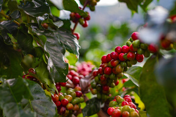 Farmers pick fresh red coffee berries from the plant Agricultural concept Fertilizer and agricultural products.