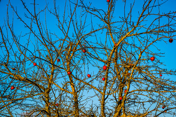 A vertical shot of an apple tree with apples during the daytim