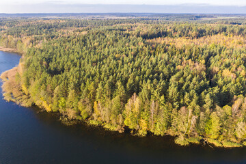 Autumn lake landscape with pine trees, aerial bird-eye view