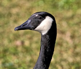 Close up of a Canada goose with a grass green background.